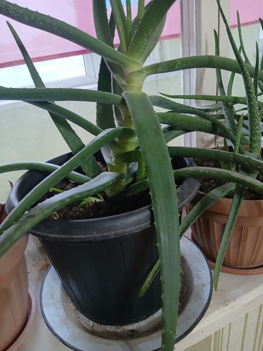 Продам Алоэ  3-летний и разные