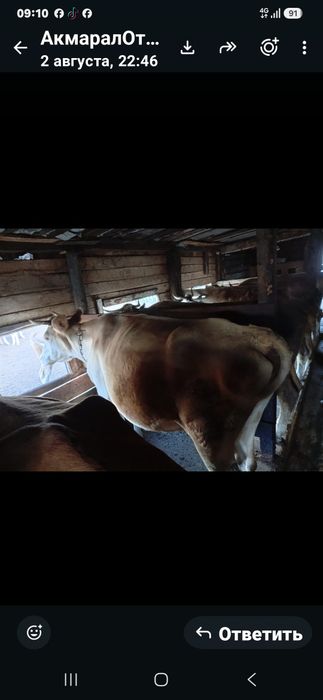 Продам дойная корова