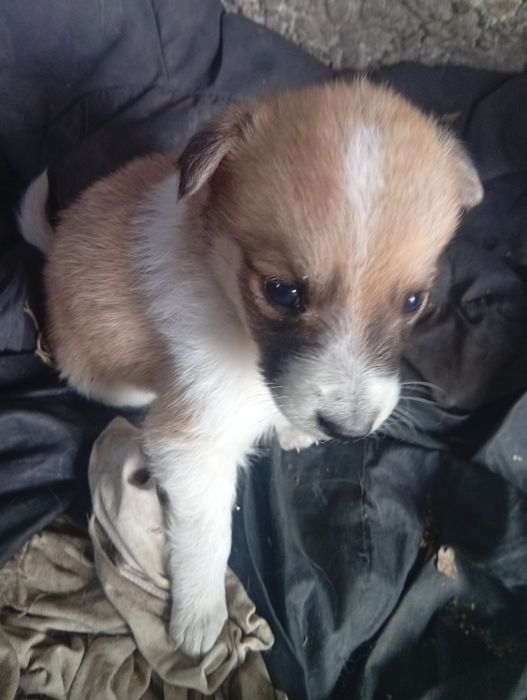 Отдаю щенков добрые руки