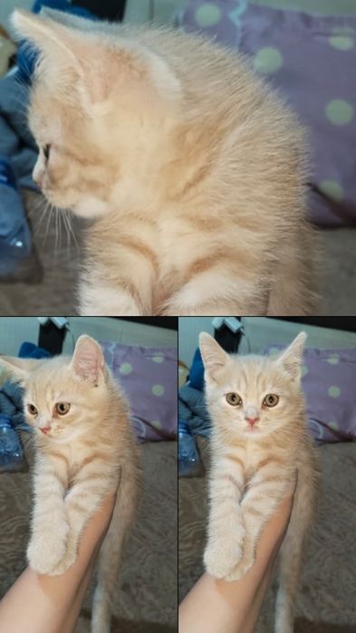 Пристраиваются котята