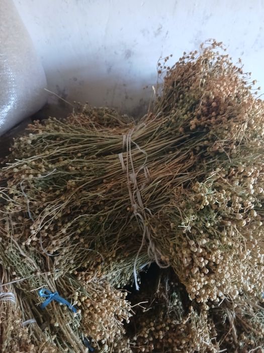 Иссирик Гармала Кашкадарьинский