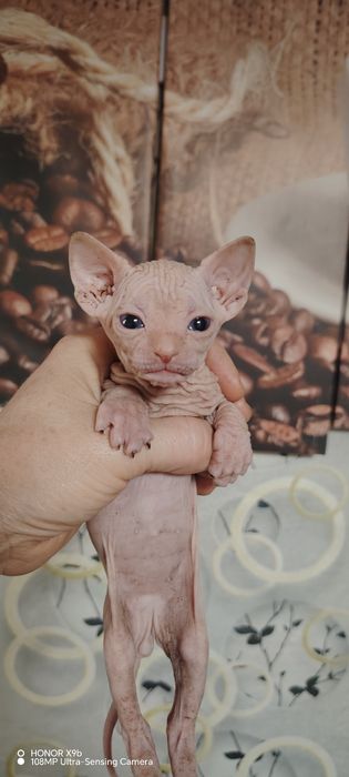 Для вязки кот, класный производитель.