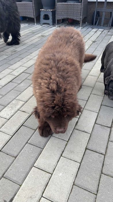 vand Terranova baiat