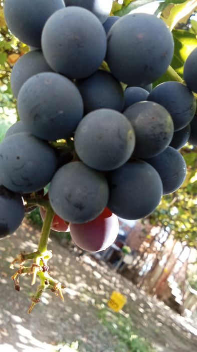 Struguri pentru must sau vin...
