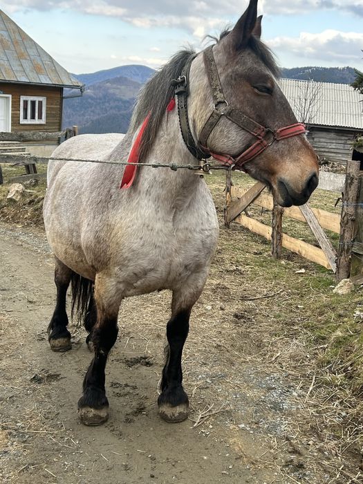 Vând iapă garantată