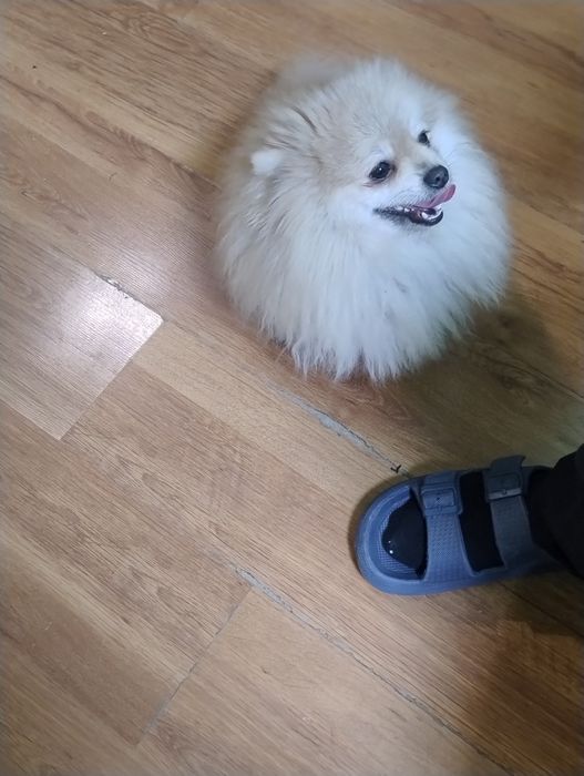 Померан , 2 момчета на 1 г.