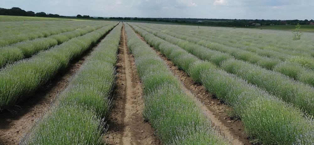 Лавандулово масло продавам