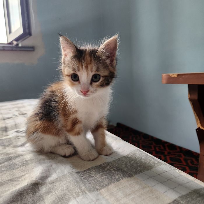 Отдам 2 котёнка в хорошие руки