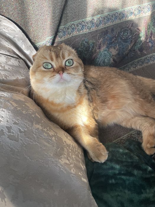 Шикарный Зеленоглазый скотиш фолд