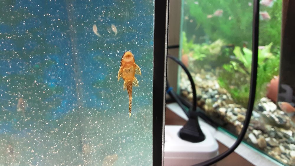 Анцитрусы.  300тг.