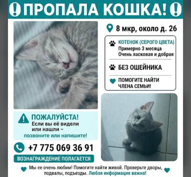 Пропал котенок!!