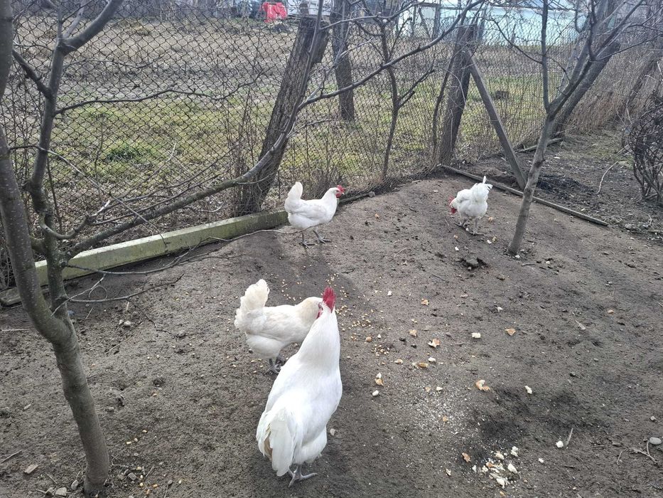 Vand oua de LaBresse pentru incubat