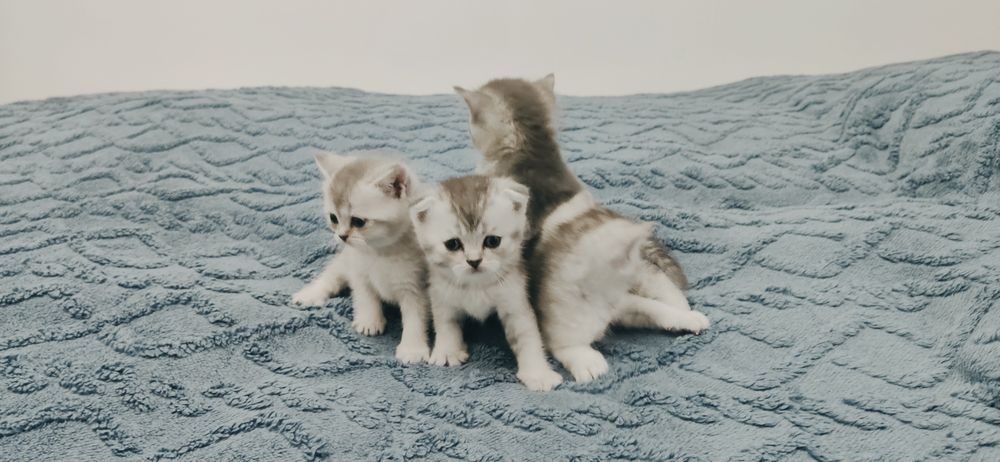 Шиншила британский и шотландский