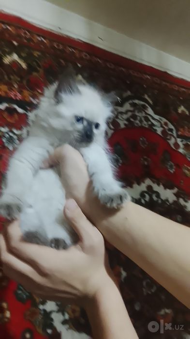 СОТИЛАДИ Мушу сиам