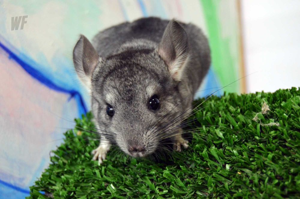 Шиншила  + бесплатное консультирование