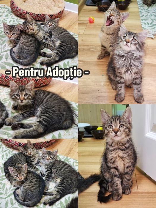 Adoptie pisoiasi
