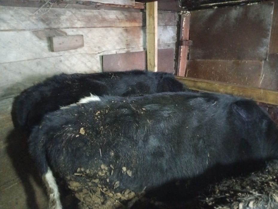 Продам телок и телят