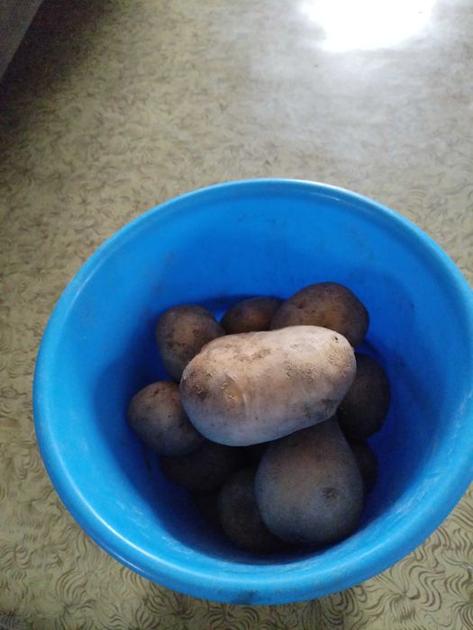 Продам домашнюю картошку