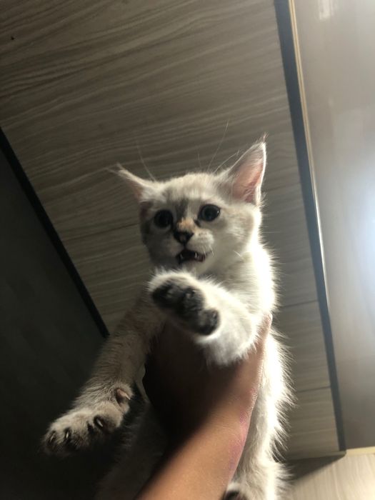 Gul va qiz porno multfilm