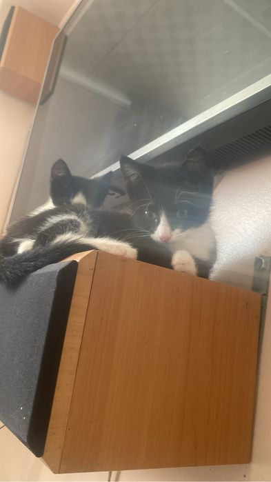 Отдам котенка мальчик