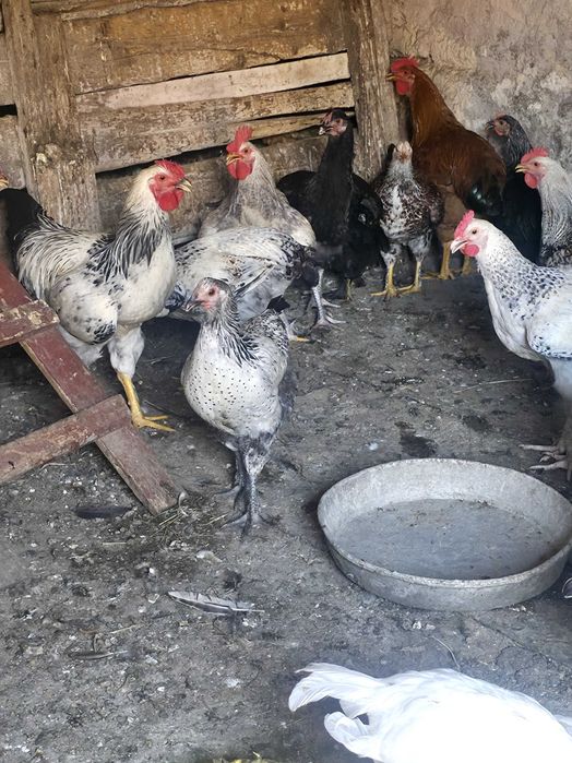 Cocoși țărănești