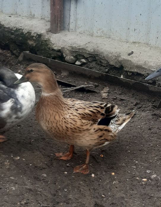 La schimb  rată salbatica