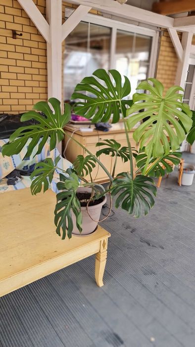 Цветок комнатный Монстера