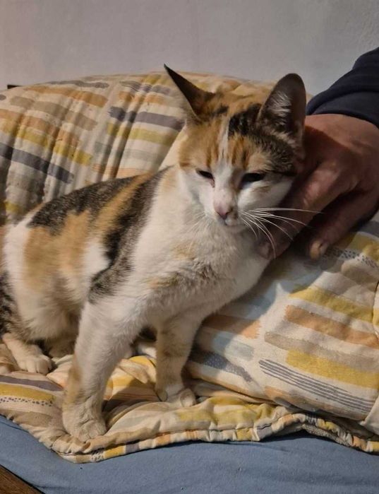 7-месечната Ефи търси дом!