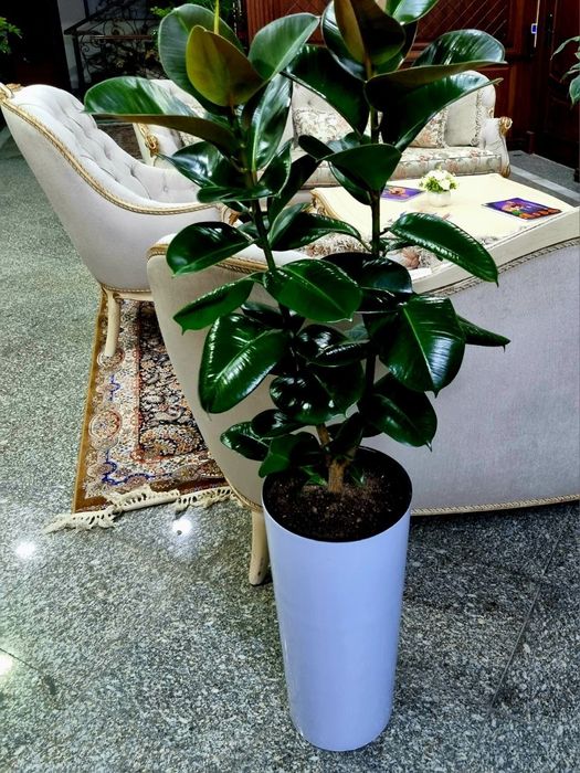 Офисные растения цветы