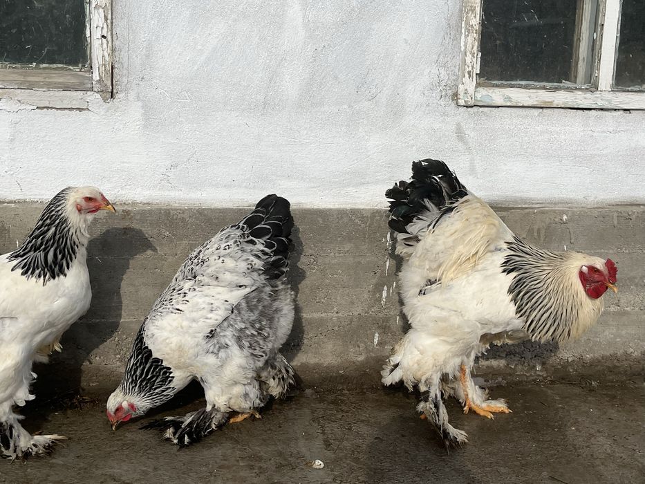 Брамалар сатылады.