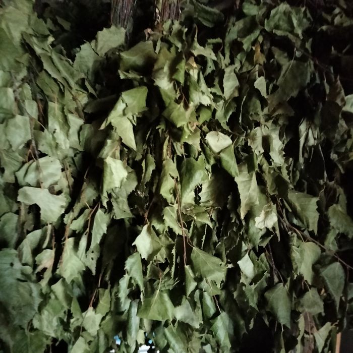 Продам березовые веники