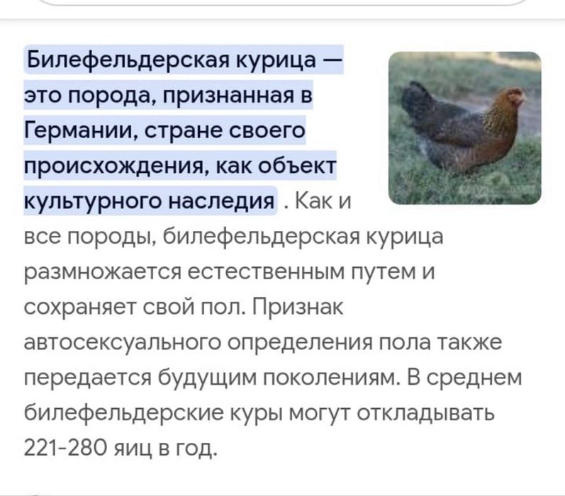 Билефельдеры и хохлатые куры