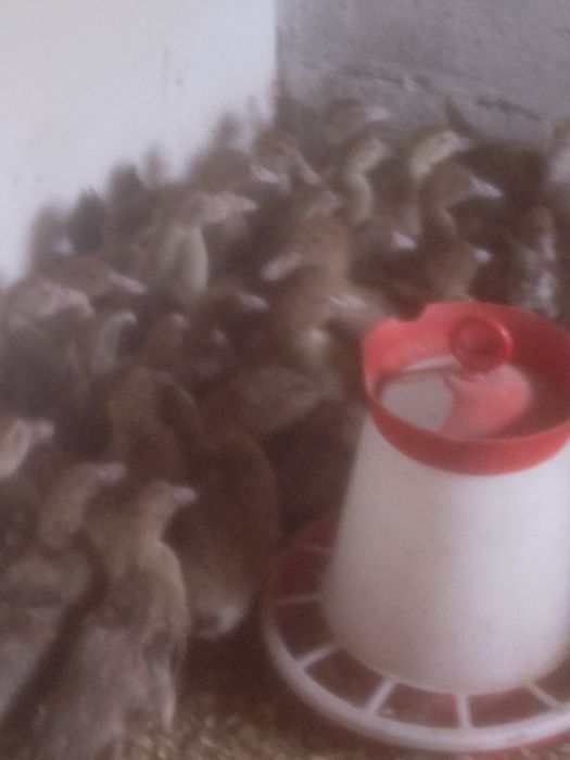 Gaini rosii ouatoare,rate mute