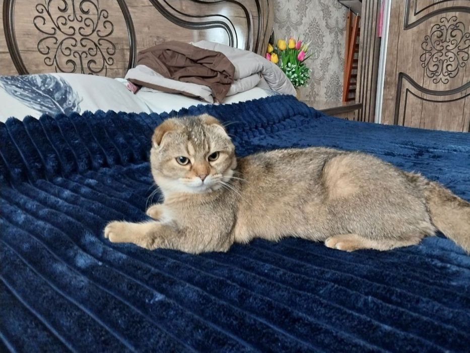 Кот скотиш фолд малкчик