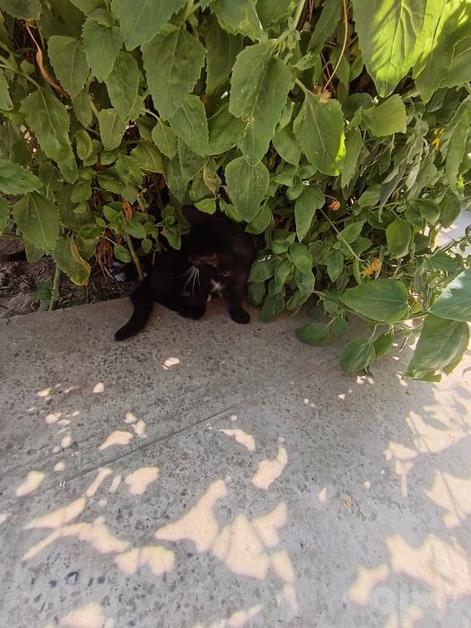 Отдам котят в хорошие руки