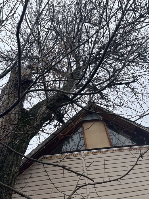 Продам дерево грецкого ореха