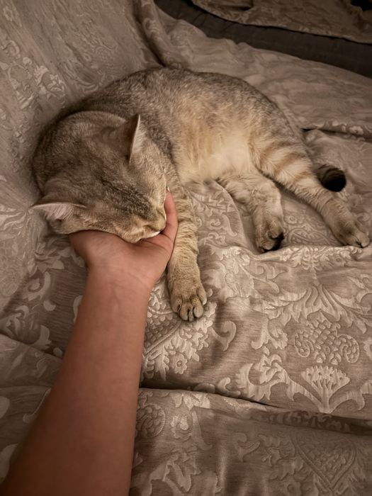 кот 11 месяц.