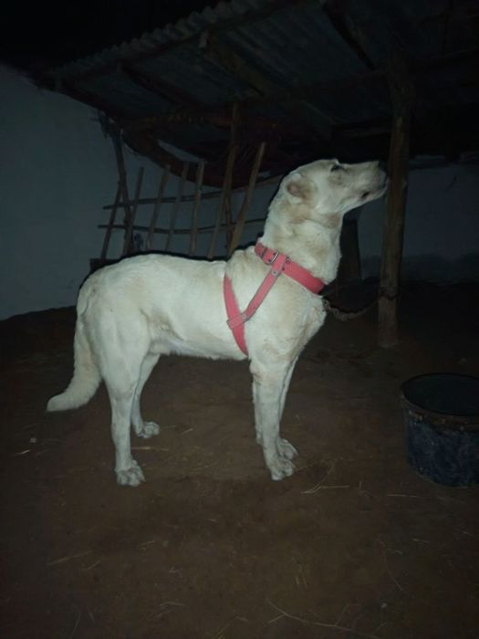 Туркменский алабай