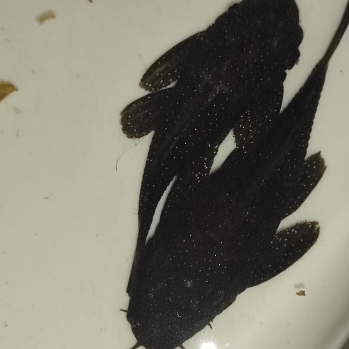 номерные сомы 181  пара