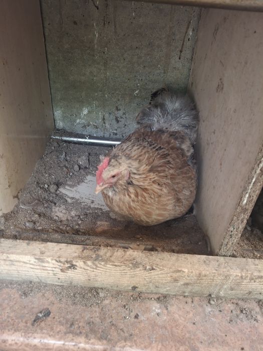 Продаются куры несушки
