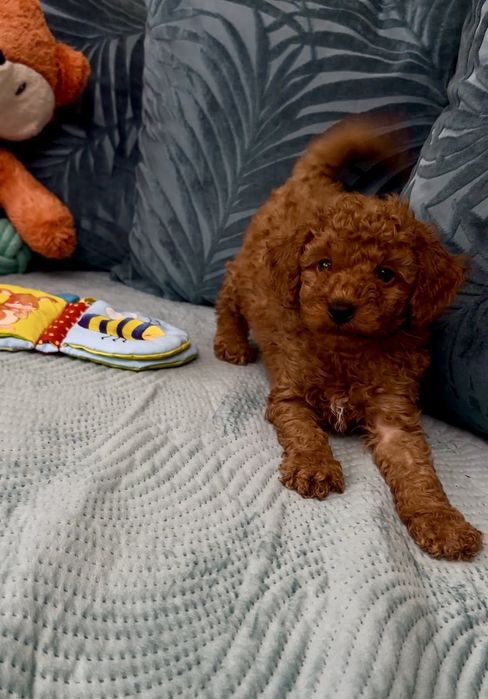 Пудел мини пудел