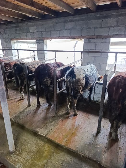 Продам бычки подсосы