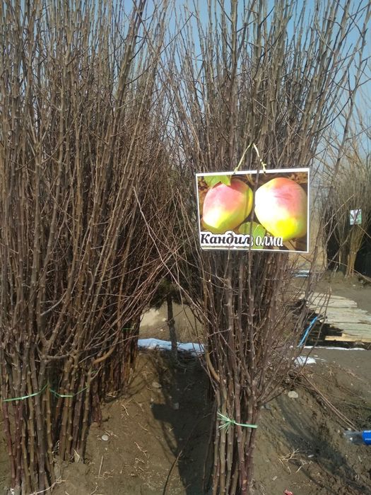 Мевали кучатлар бор. Mevali ko'chatlar sotiladi!