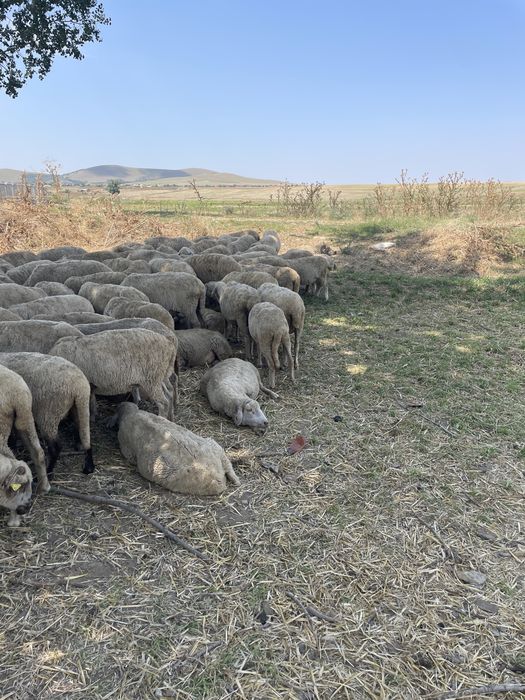 Toata turma 140 oi de vanzare