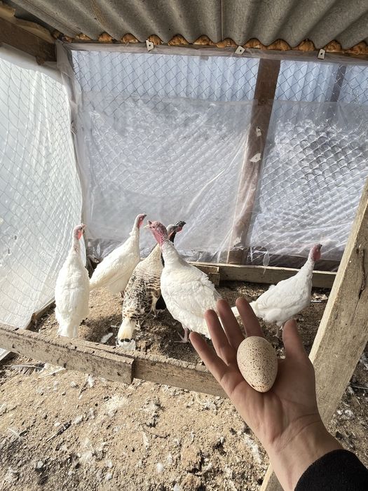 Индук жумырткасы инкубатор