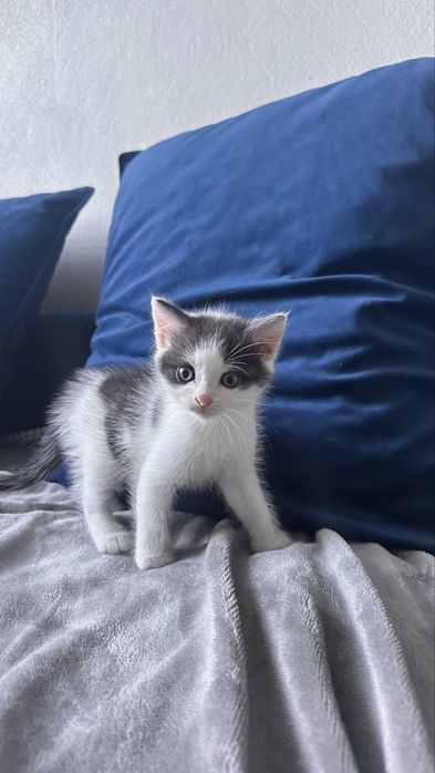 Котятки ищую новый дом