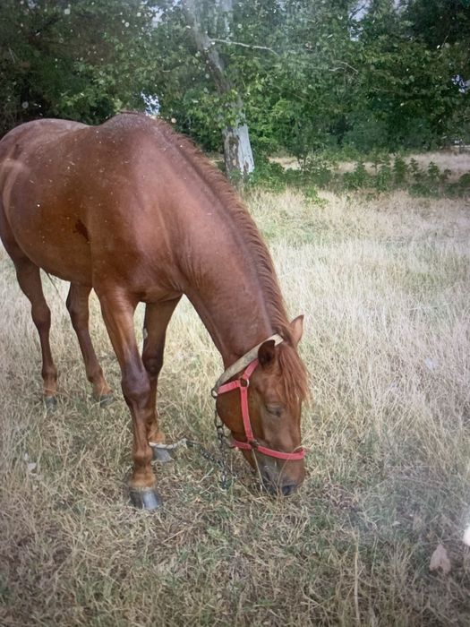 Продавам кобила