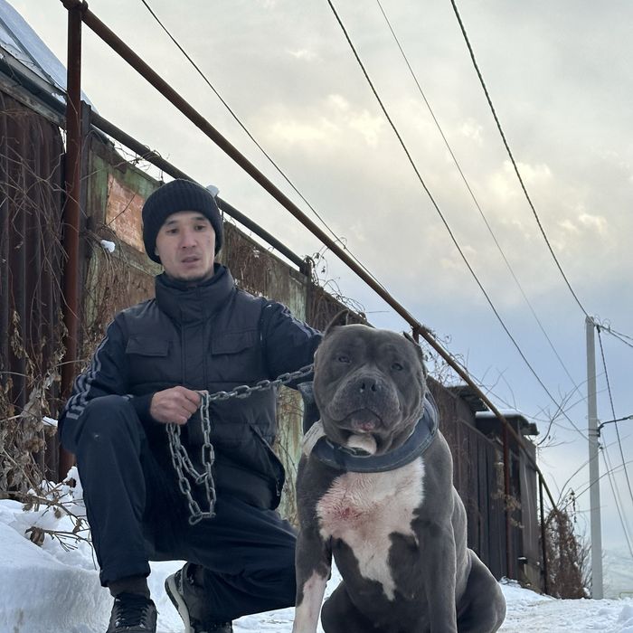 Питбуль тяж сука срочно