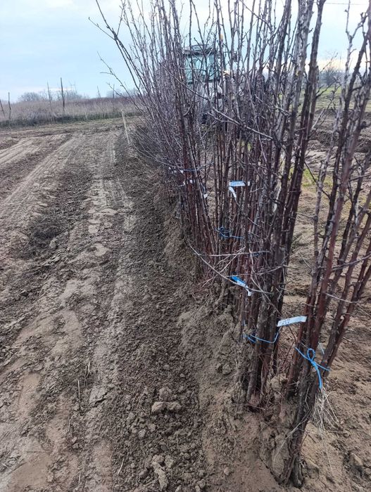 Pomi fructiferi calitate superioară