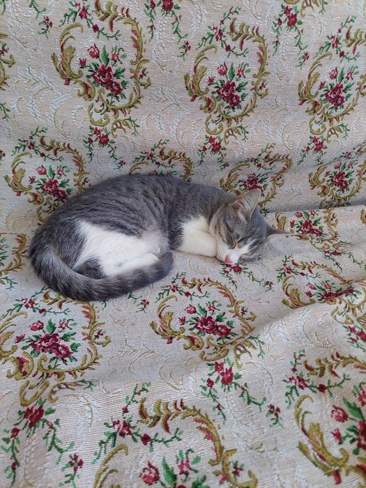 Кошечка 7 месяцев